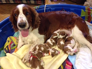 Molly with puppies