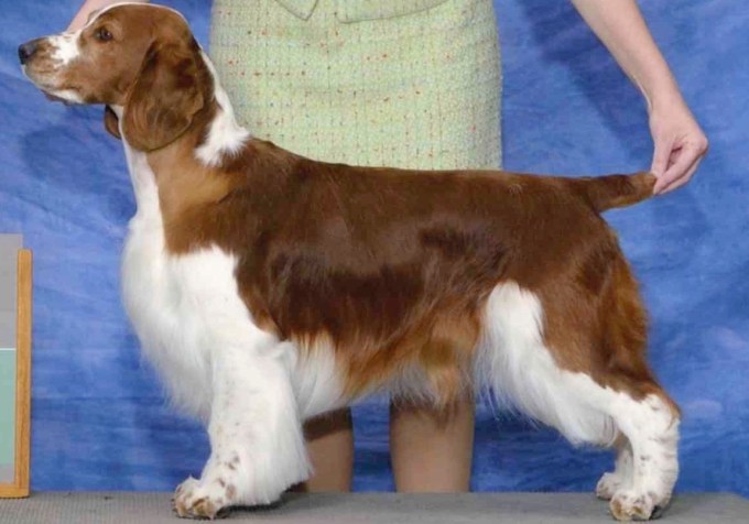 NESGA Field judge 2015 Spike