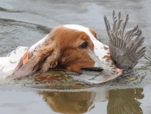 CADEN - Int CH/ GCH CH Fox River Spirit of Battle JH CGC CHIC 