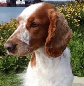 CAR-LI - CH Fox River Faith, Honor & Glory CD RA CGC CHIC 