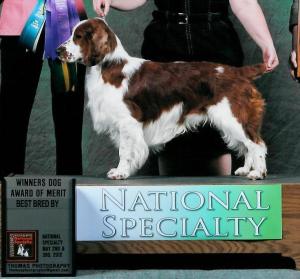  POLO - GCH CH Lambeau Leap CGC CHIC 
