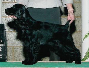 ROSE - Fox River Wild Rose CD RN CGC