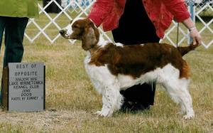 RUBY - CH Fox River Cranberry Bounce BN CD RE NJP NAP RATI RATN CGC CHIC