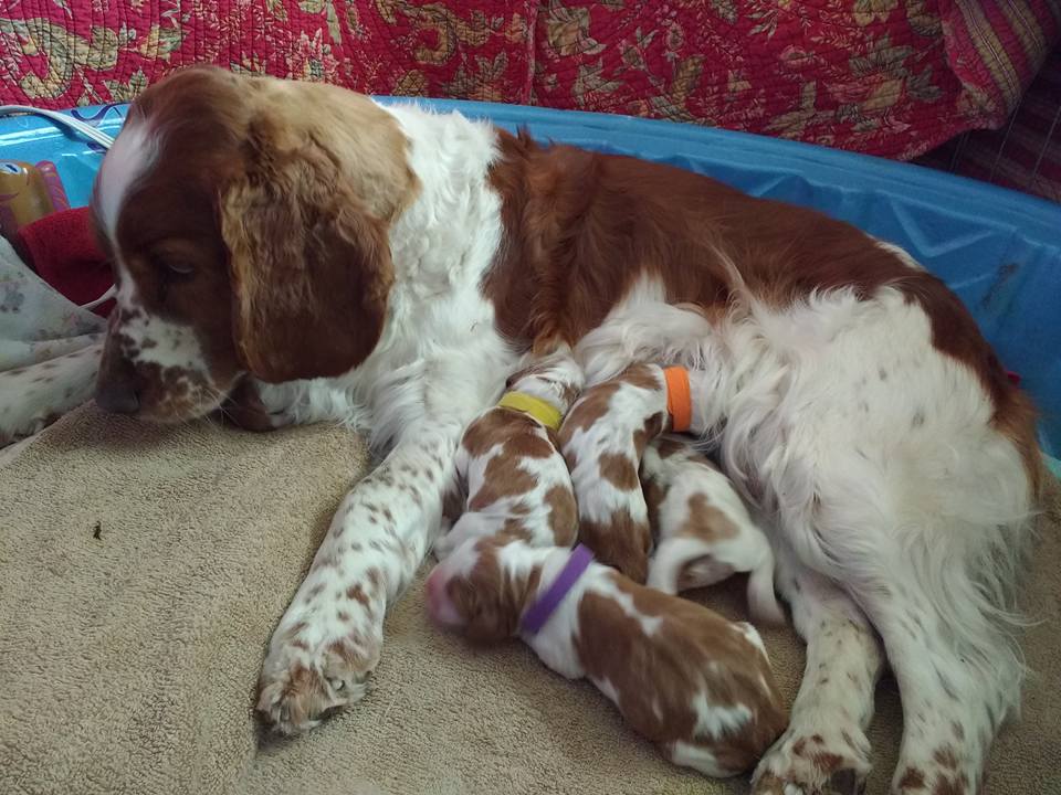 litter-2-march-3-4-2017-dibbins-x-polo