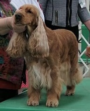 Shandy Sporting Group 4. cropped