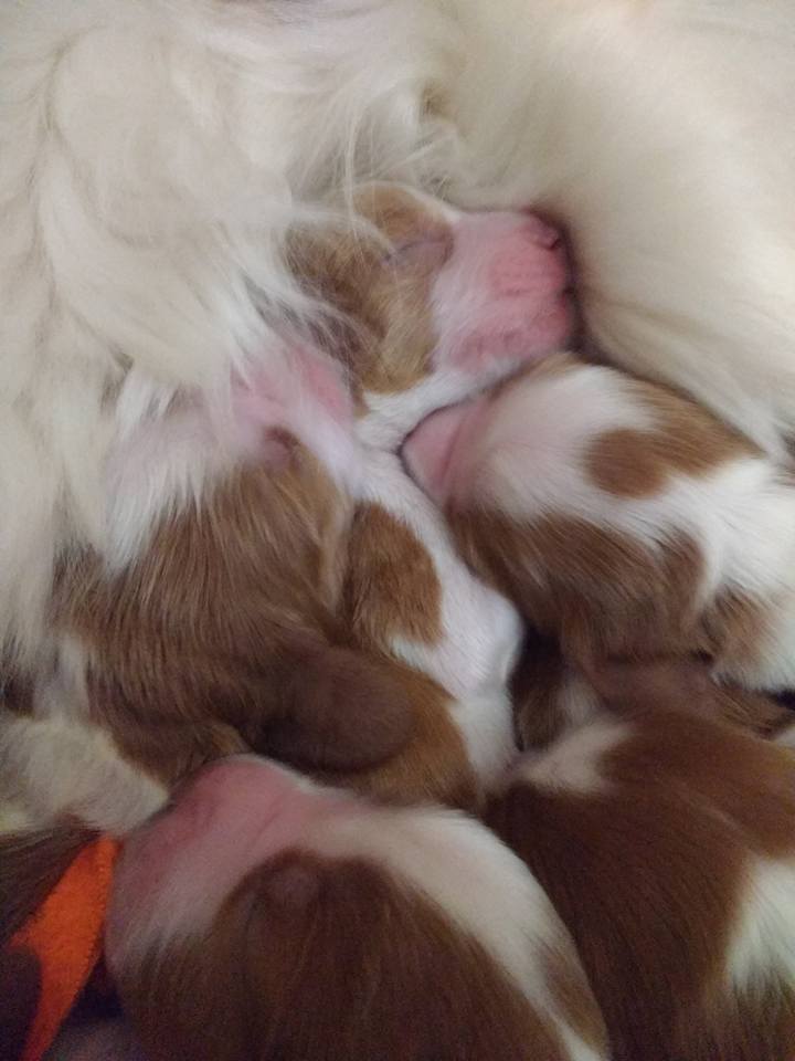 2nd litter Dilly Feb 2018