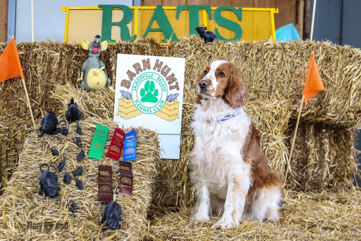 Pete's open barn hunt title April 2018