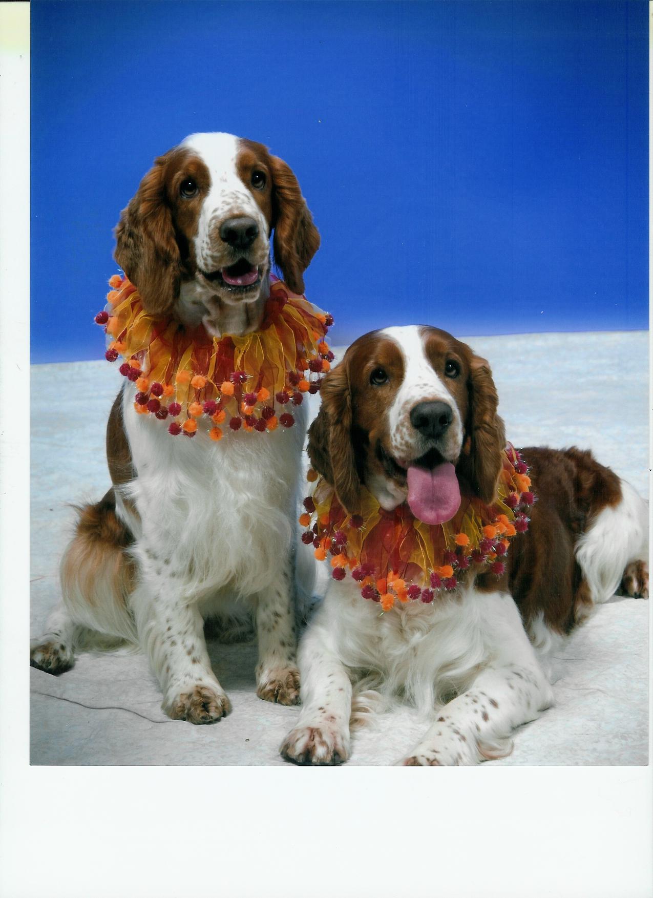 Ruby (l) and Violet Fall 2011 with collars