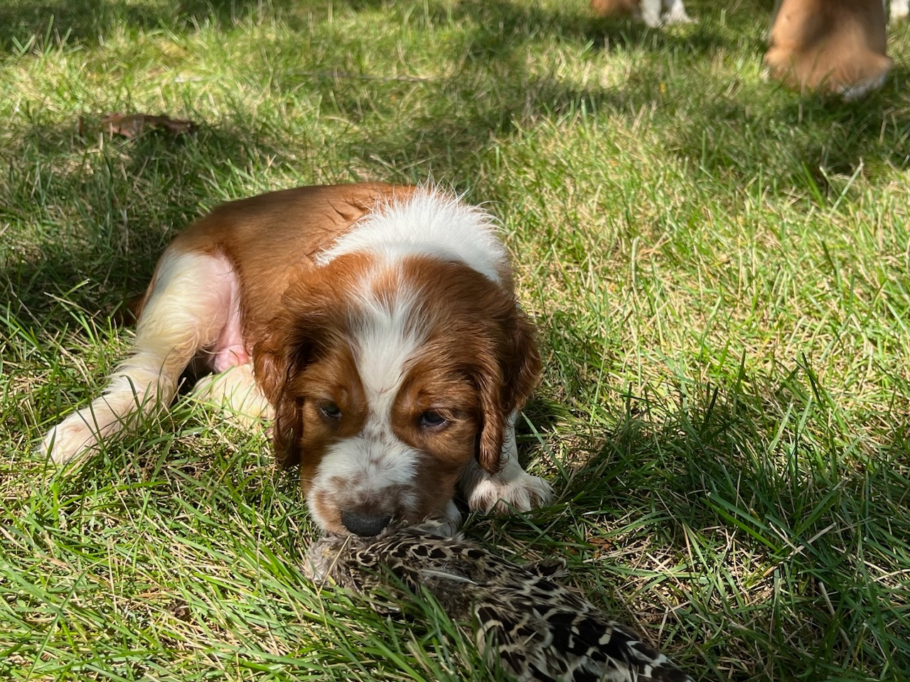 Amy with two of the puppies.
Benjamin (blue collar) with his first bird wing. 
Group photo after the pool party - they're all wet!
